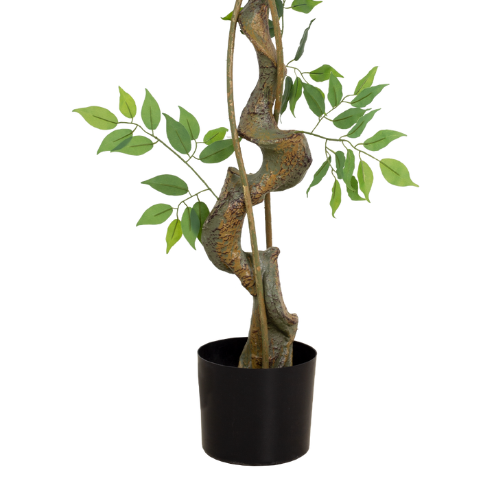 FICUS Tree