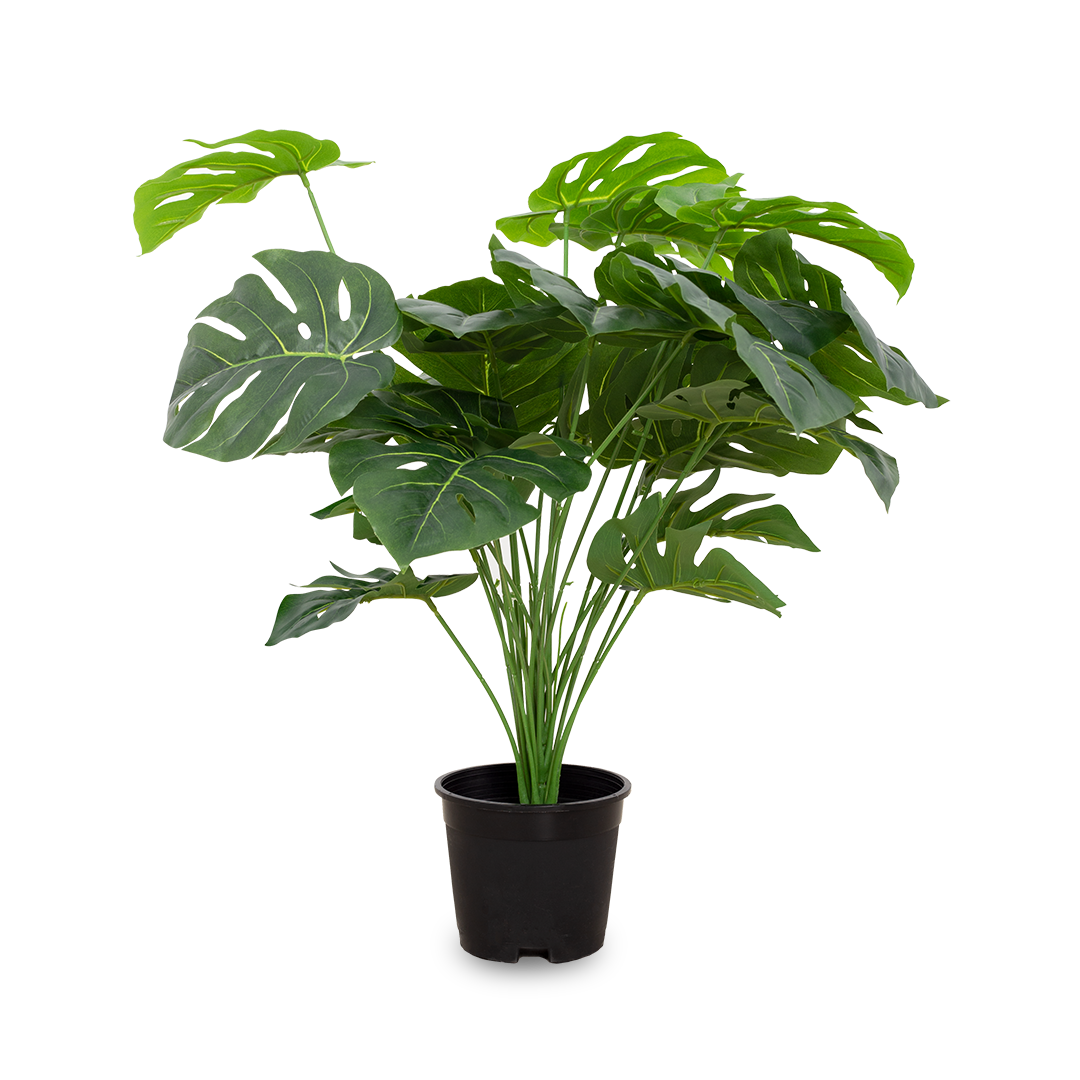 MONSTERA Plant