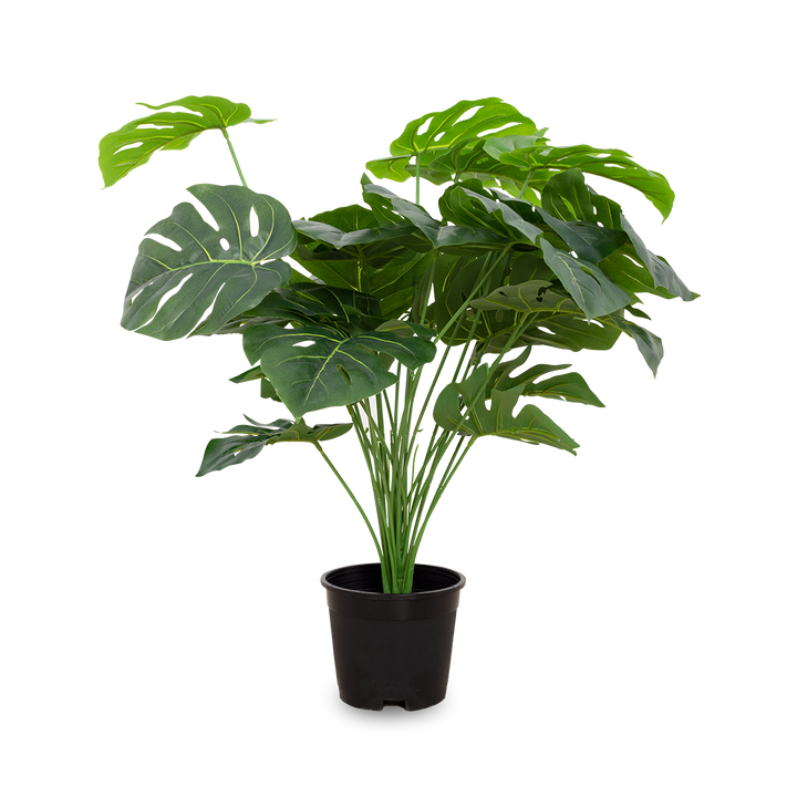 MONSTERA Plant