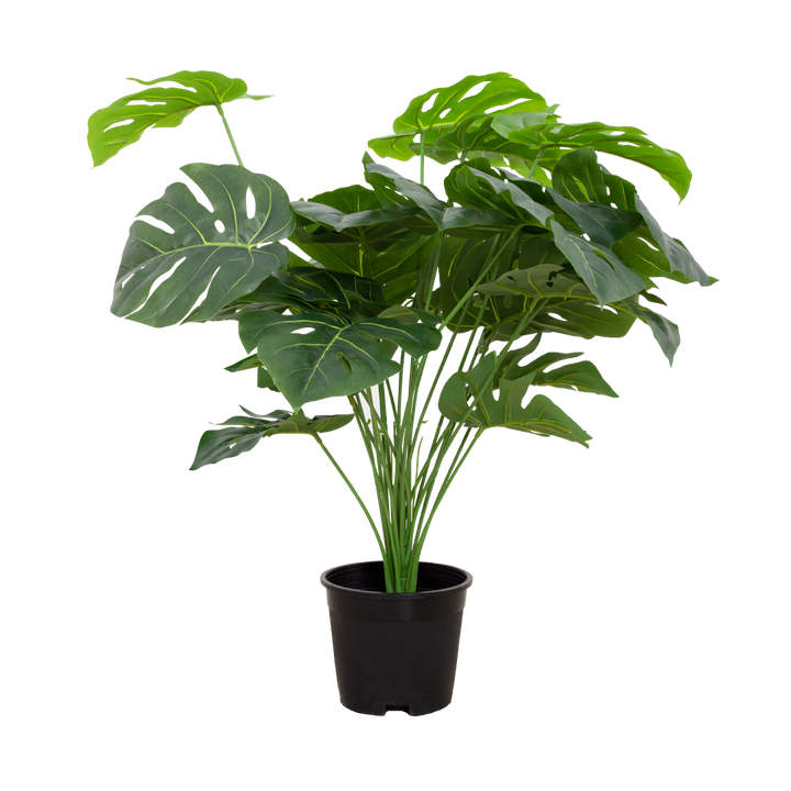 MONSTERA Plant