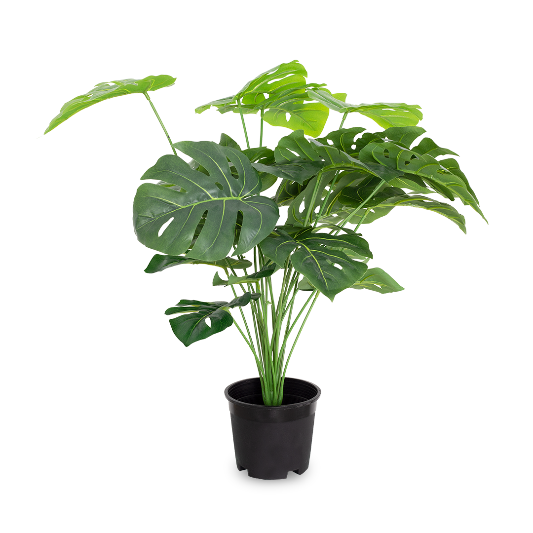 MONSTERA Plant