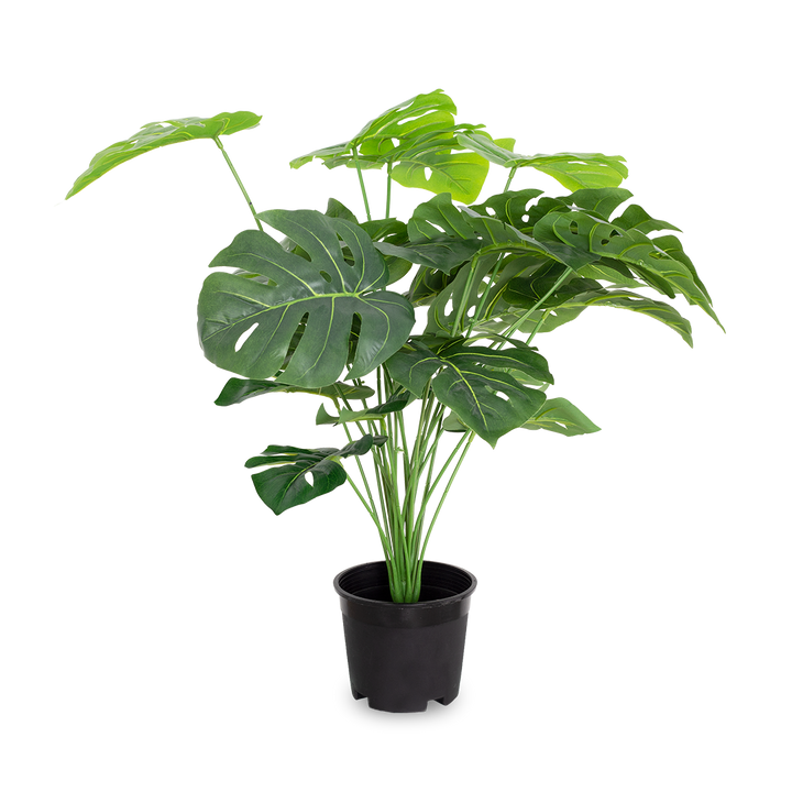 MONSTERA Plant
