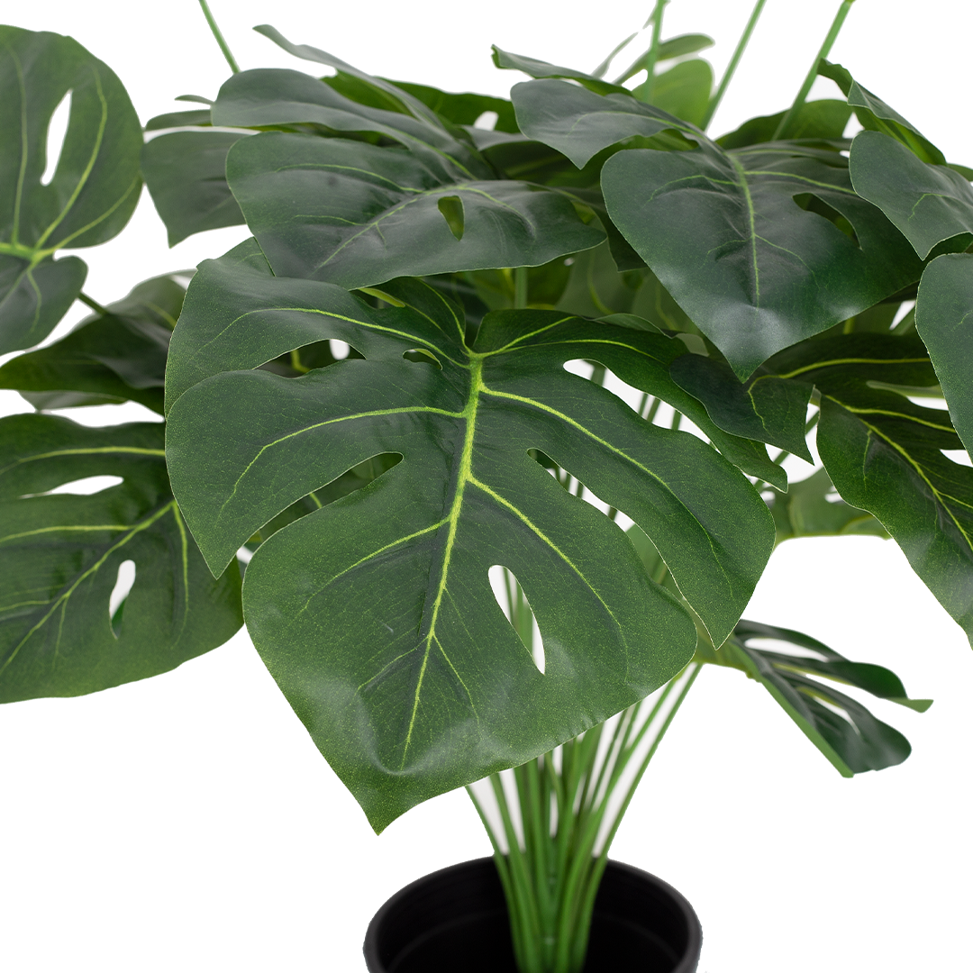 MONSTERA Plant