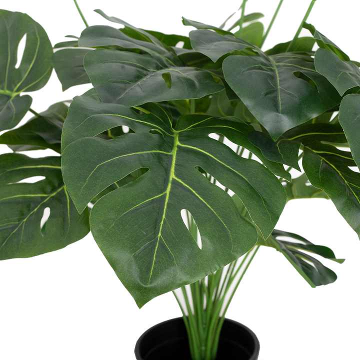 MONSTERA Plant