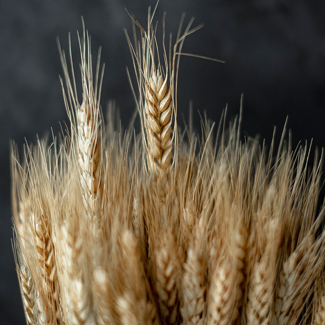 WHEAT Bundle