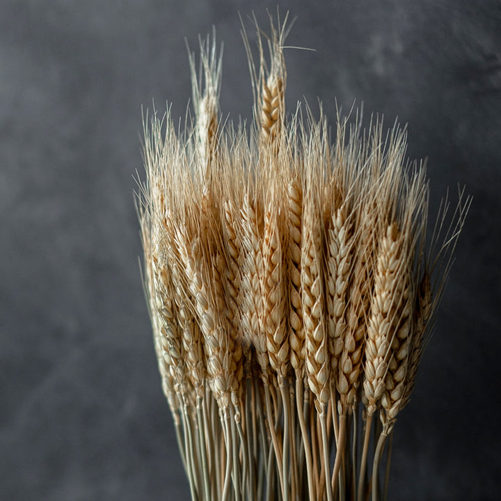 WHEAT Bundle