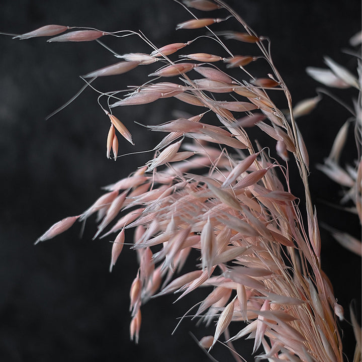 WHEAT Grass