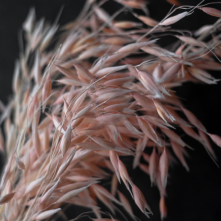 WHEAT Grass