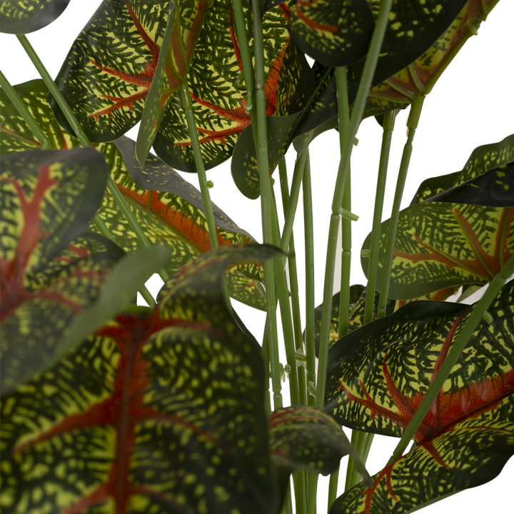 CALADIUM Bush
