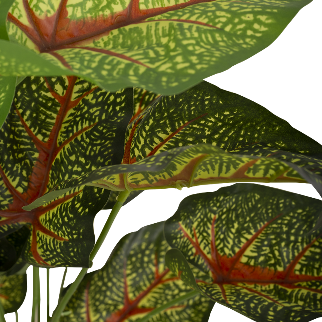 CALADIUM Bush