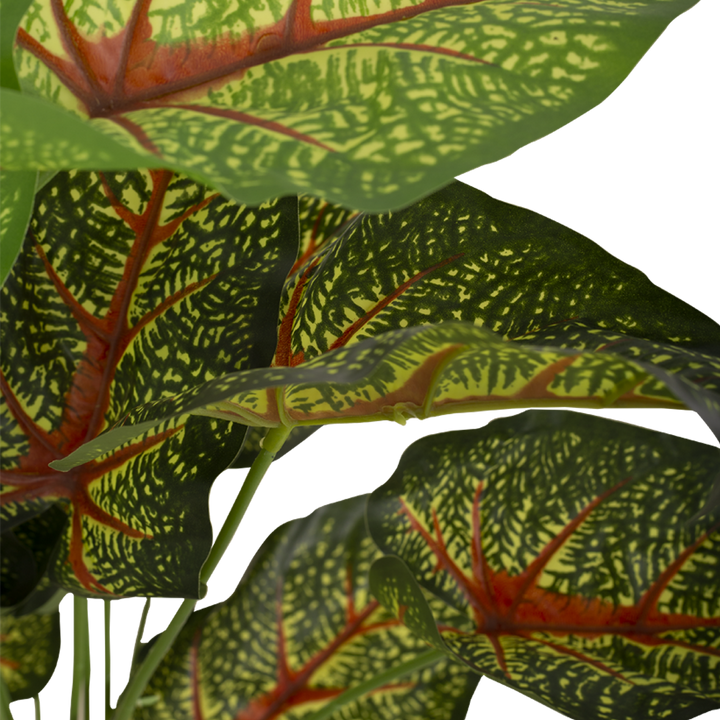 CALADIUM Bush