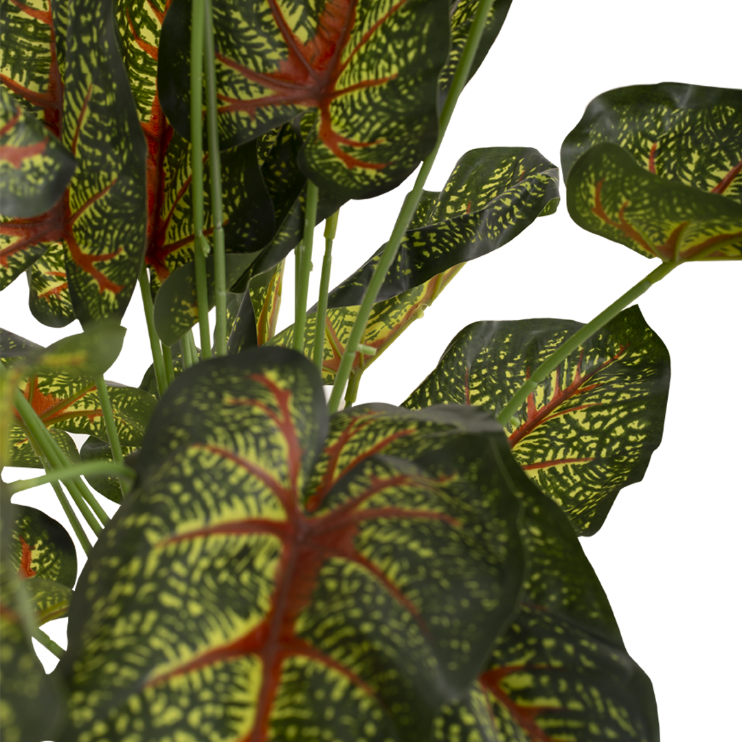 CALADIUM Bush