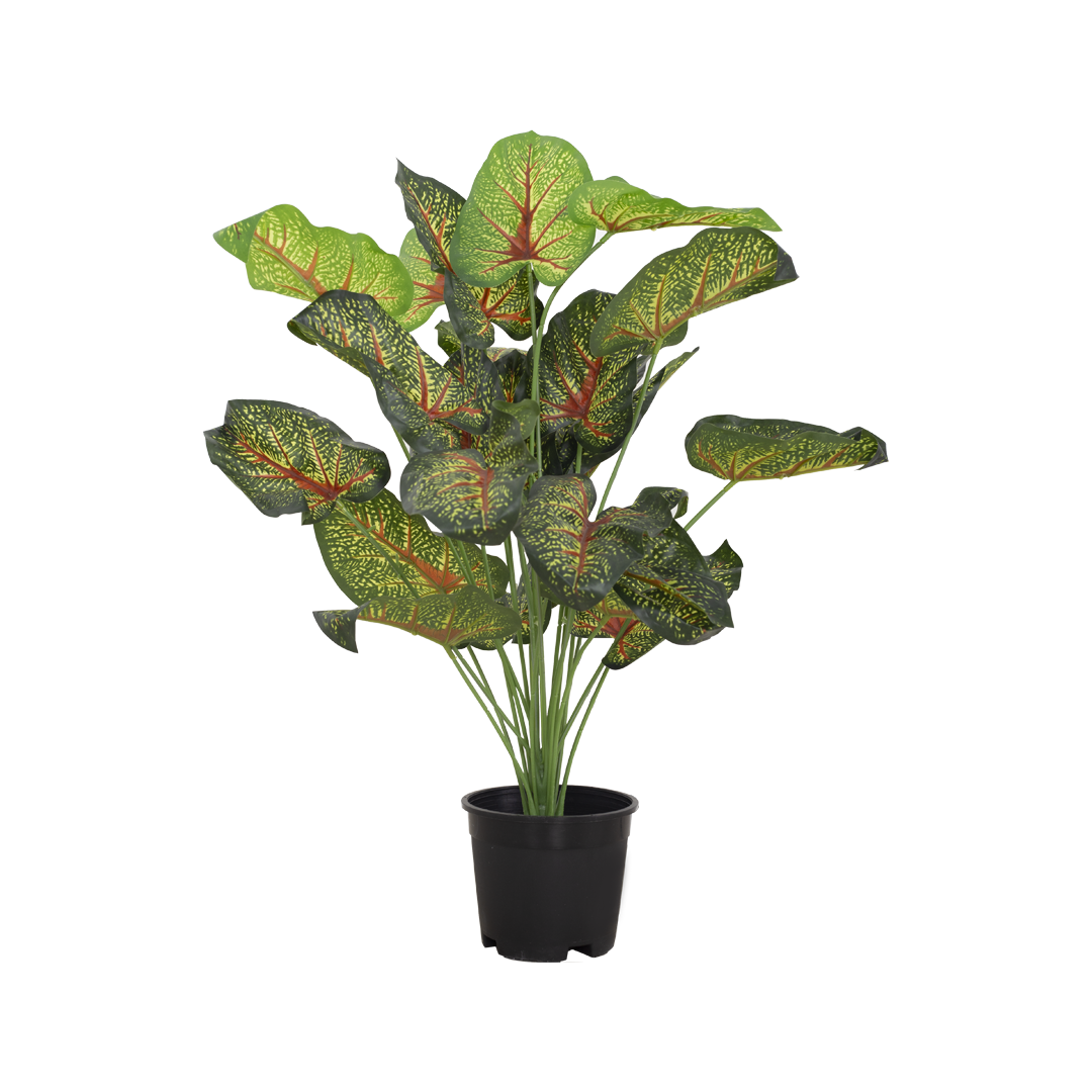 CALADIUM Bush