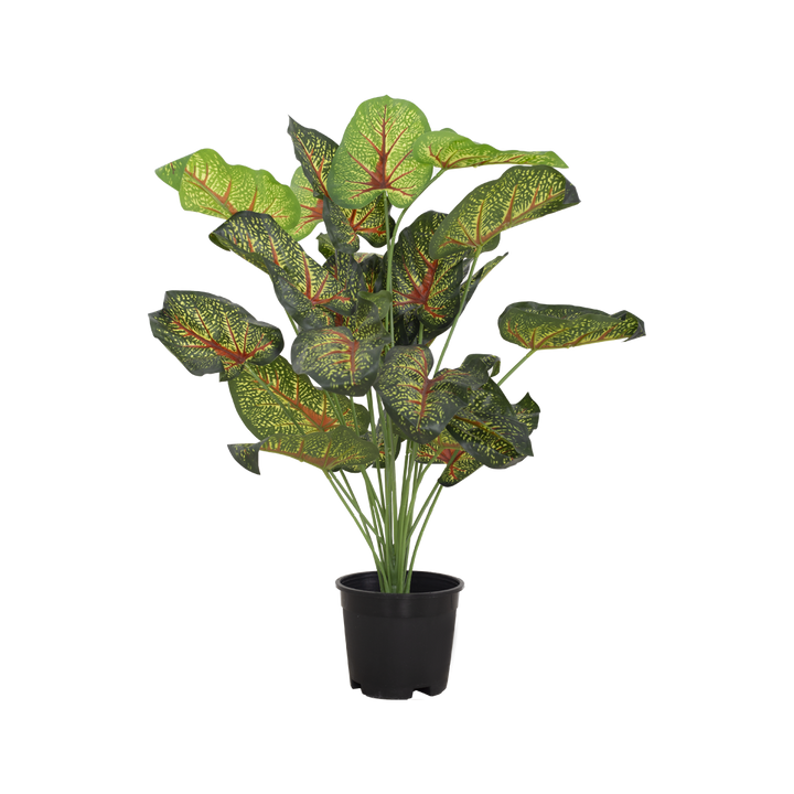 CALADIUM Bush