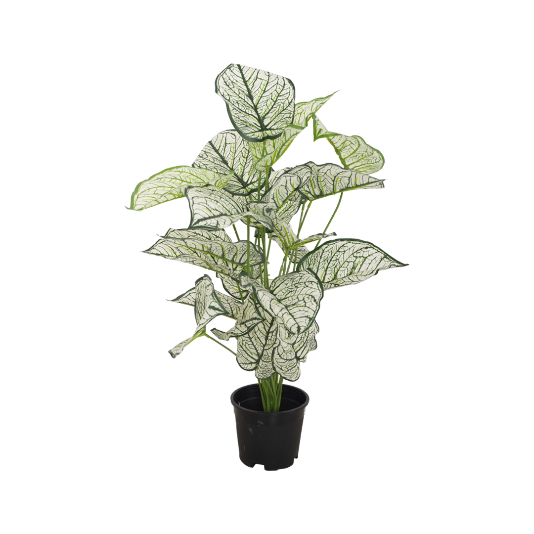 CALADIUM Bush II