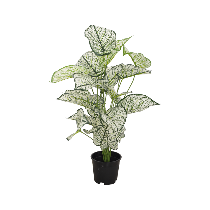 CALADIUM Bush II
