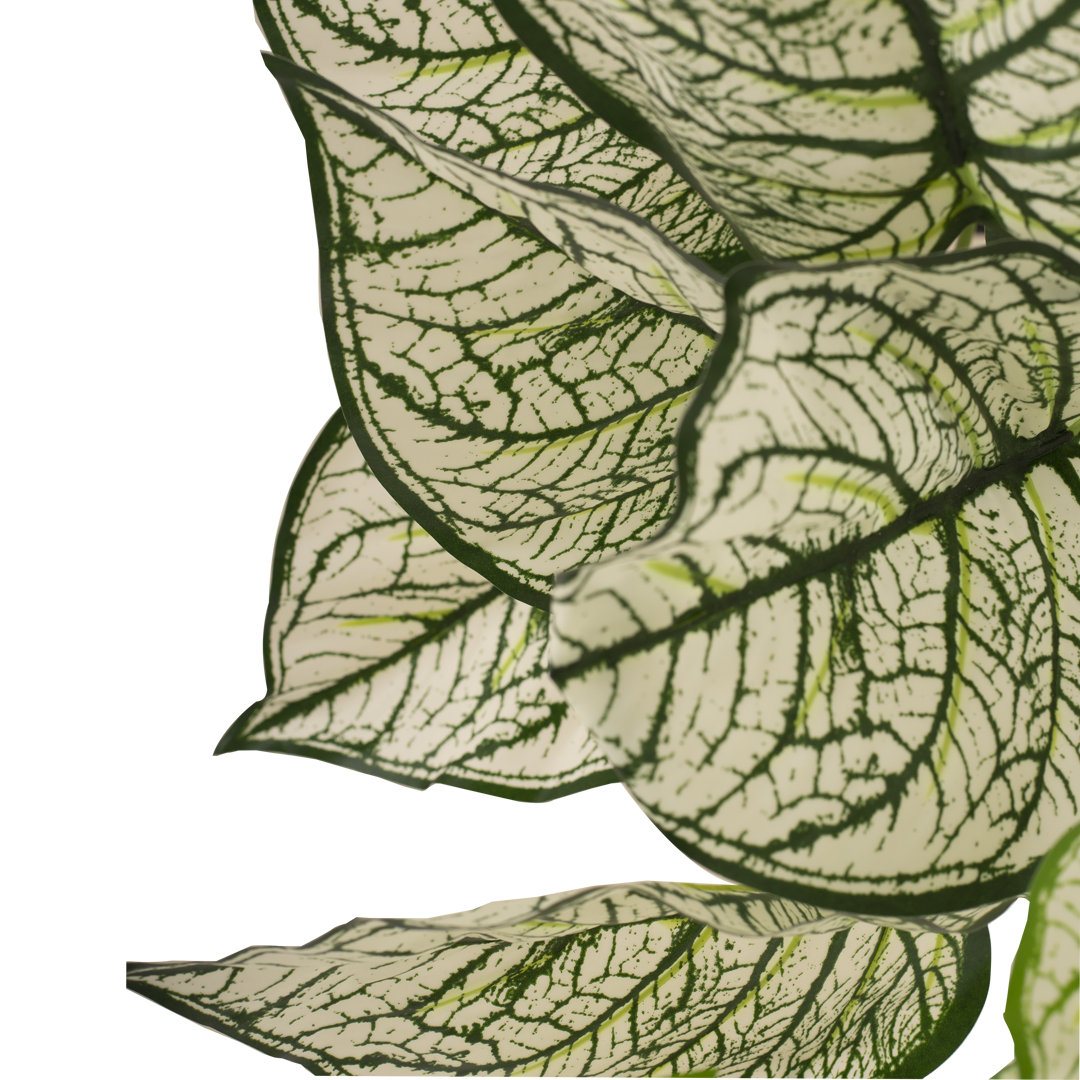 CALADIUM Bush II