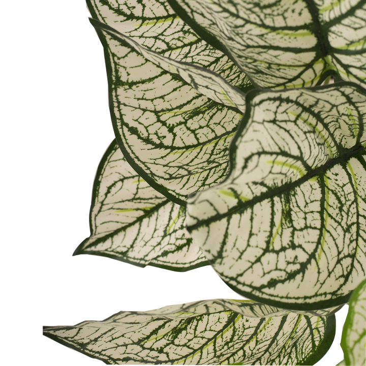 CALADIUM Bush II