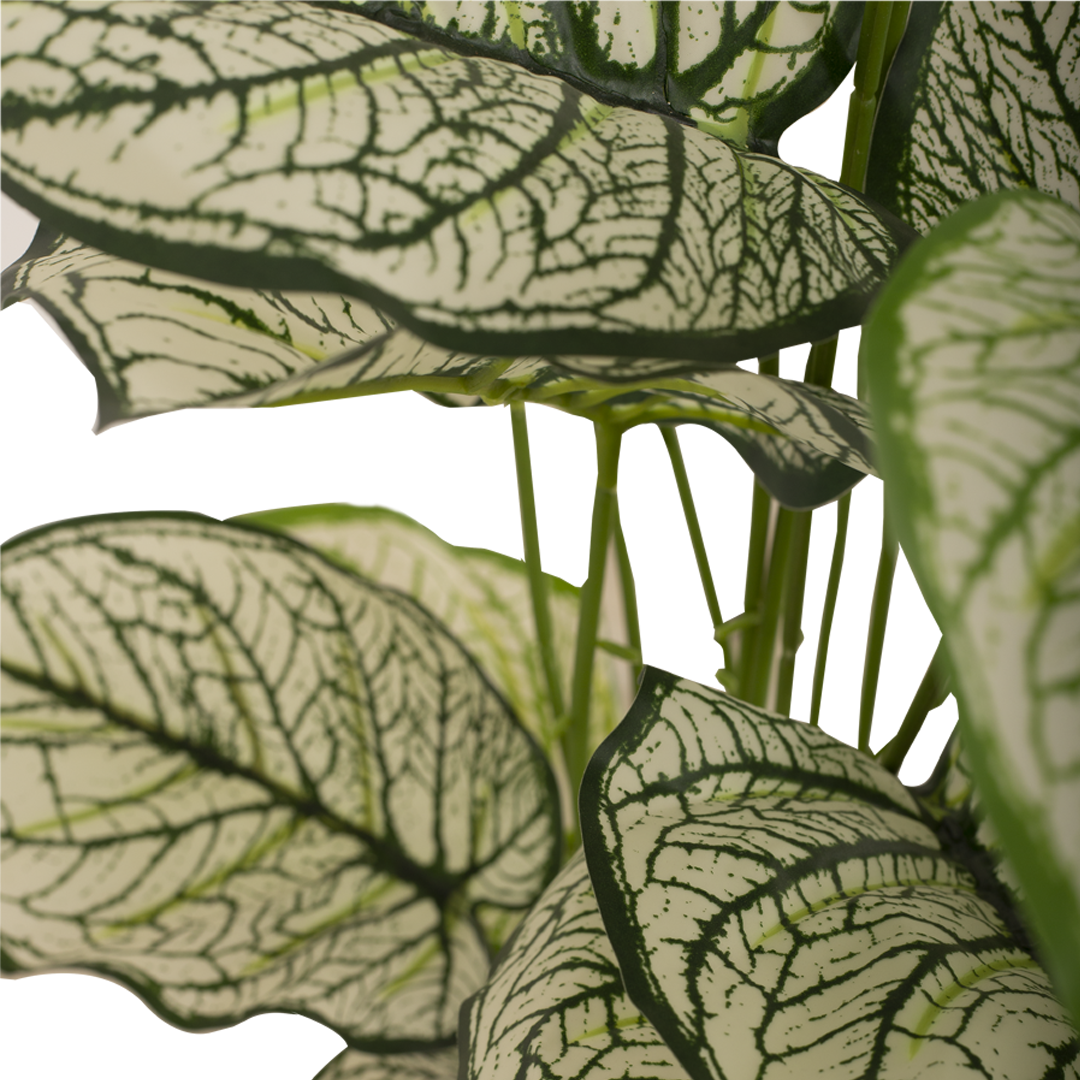 CALADIUM Bush II