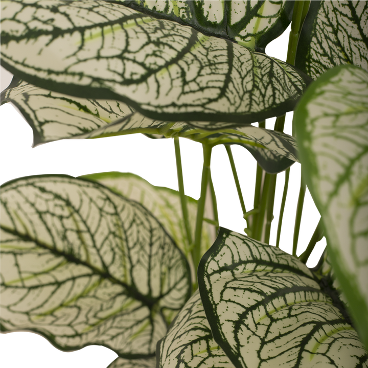 CALADIUM Bush II