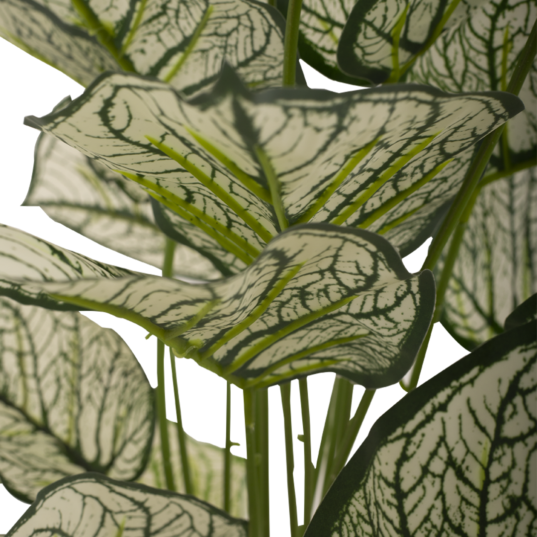 CALADIUM Bush II