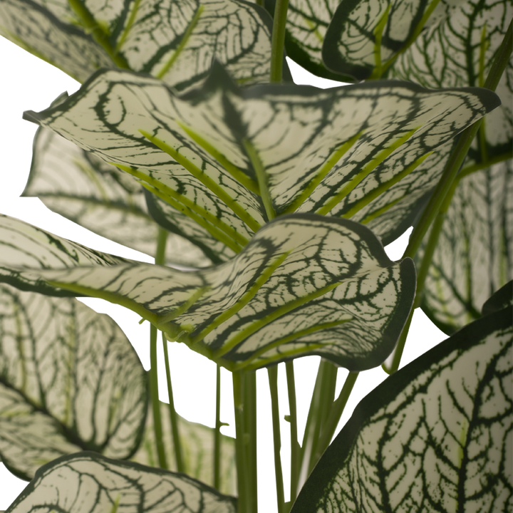 CALADIUM Bush II