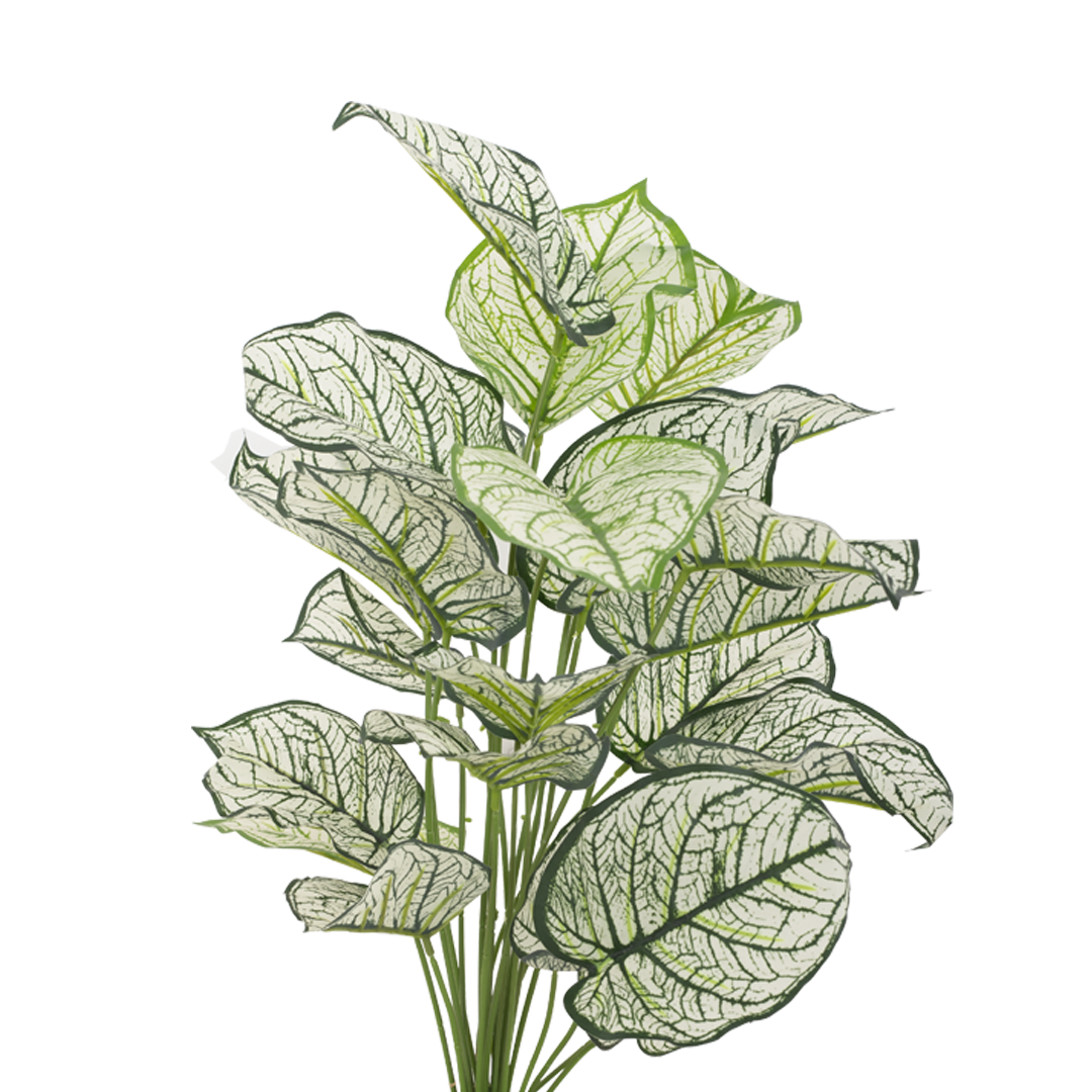 CALADIUM Bush II