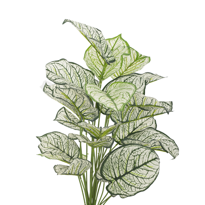 CALADIUM Bush II