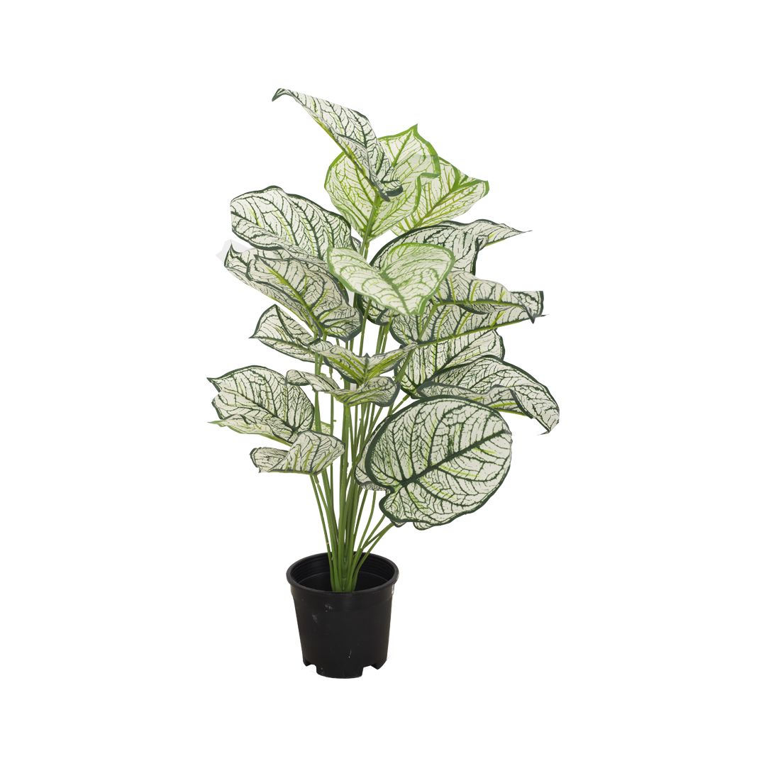 CALADIUM Bush II