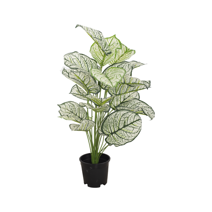 CALADIUM Bush II