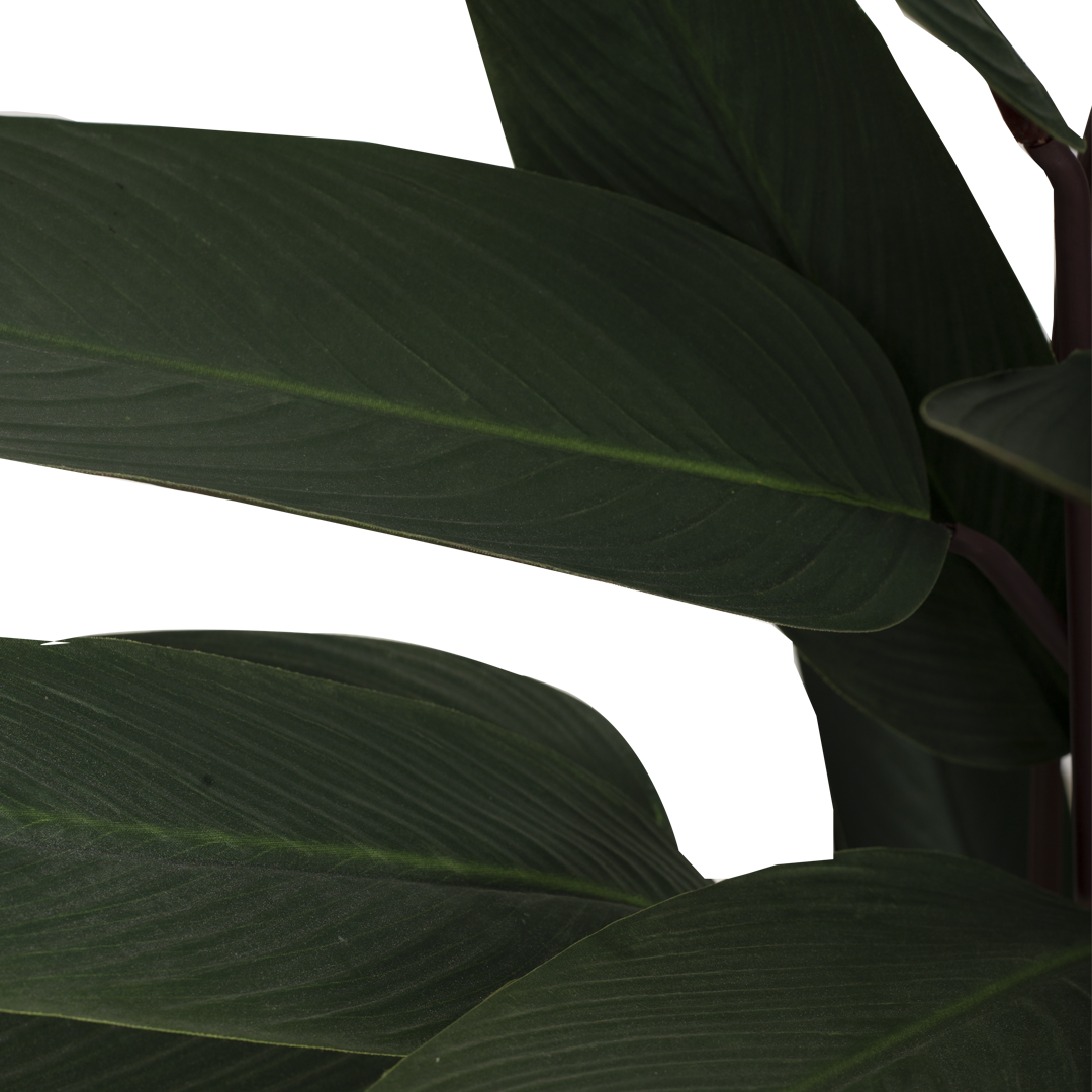 JUNGLE Bush