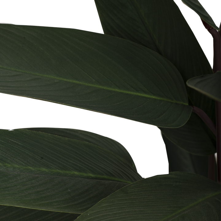 JUNGLE Bush