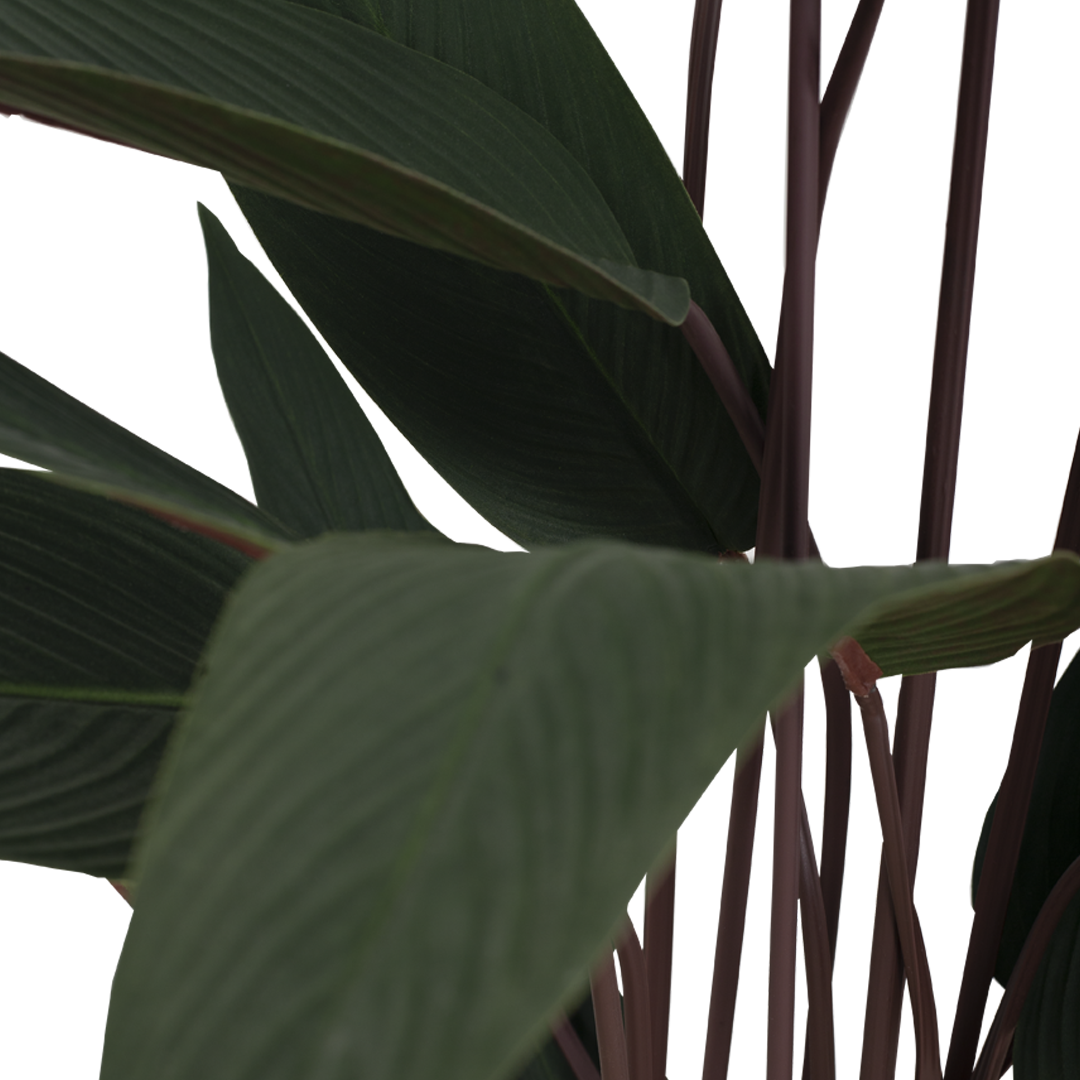 JUNGLE Bush