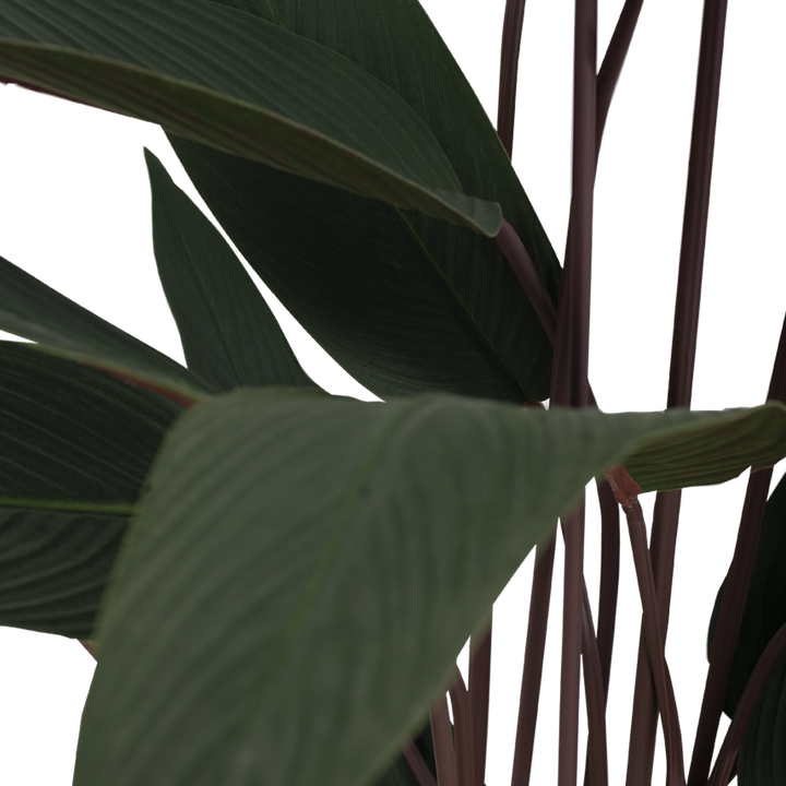 JUNGLE Bush