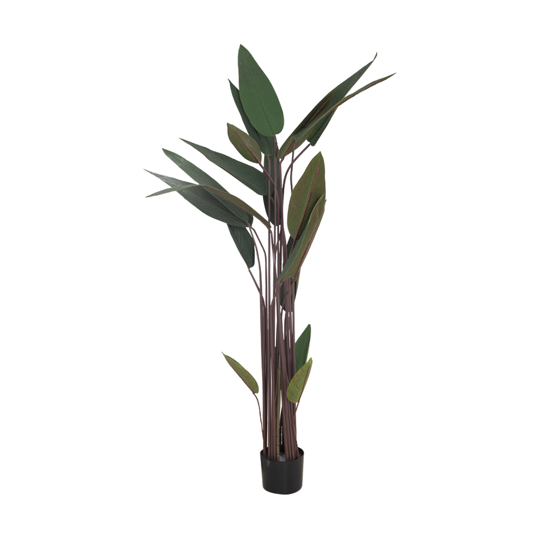 JUNGLE Bush
