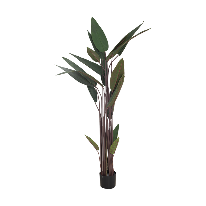 JUNGLE Bush
