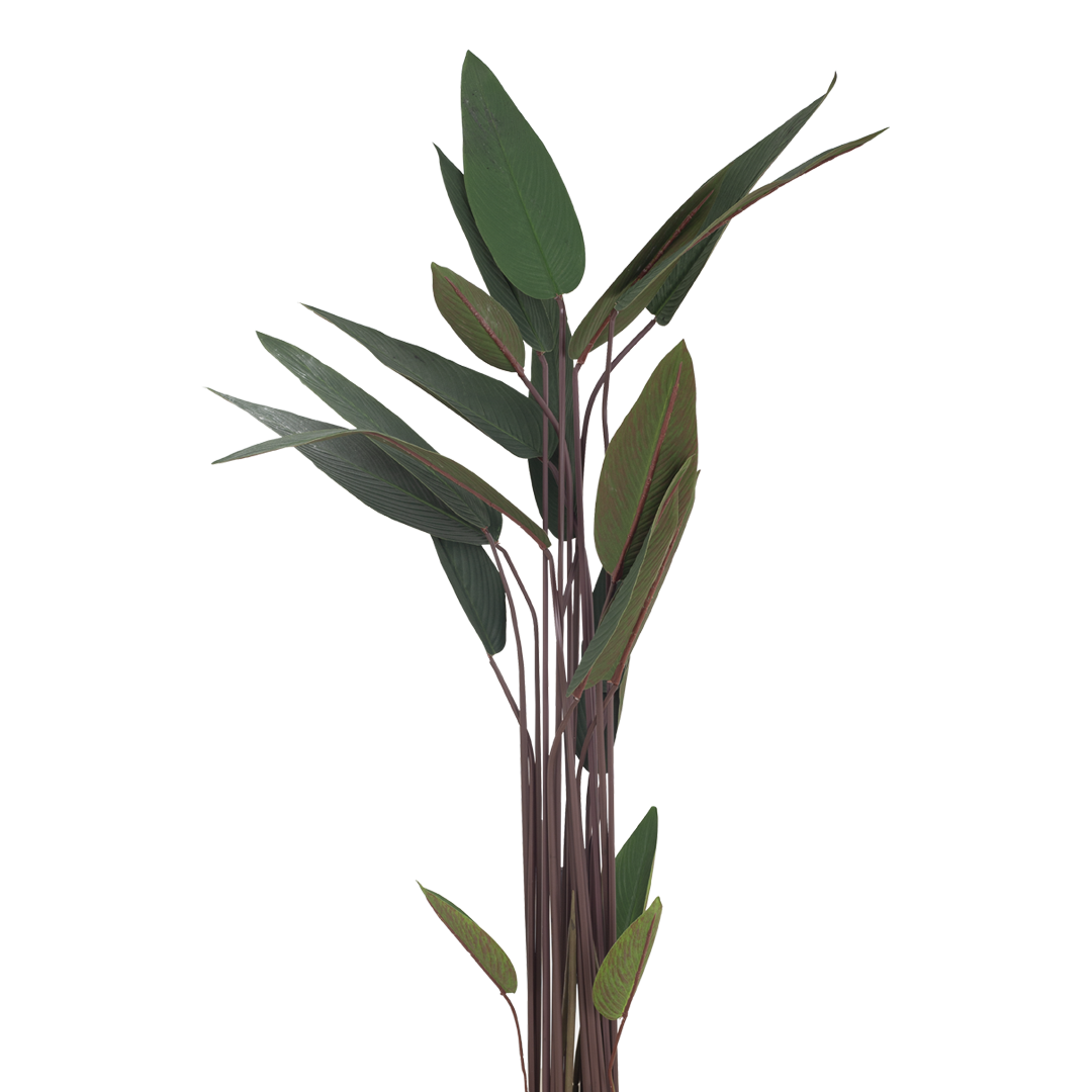 JUNGLE Bush
