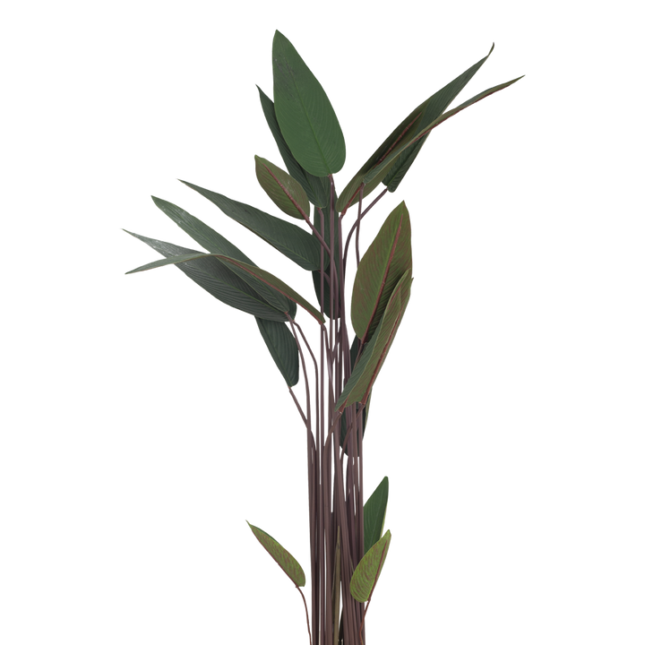 JUNGLE Bush