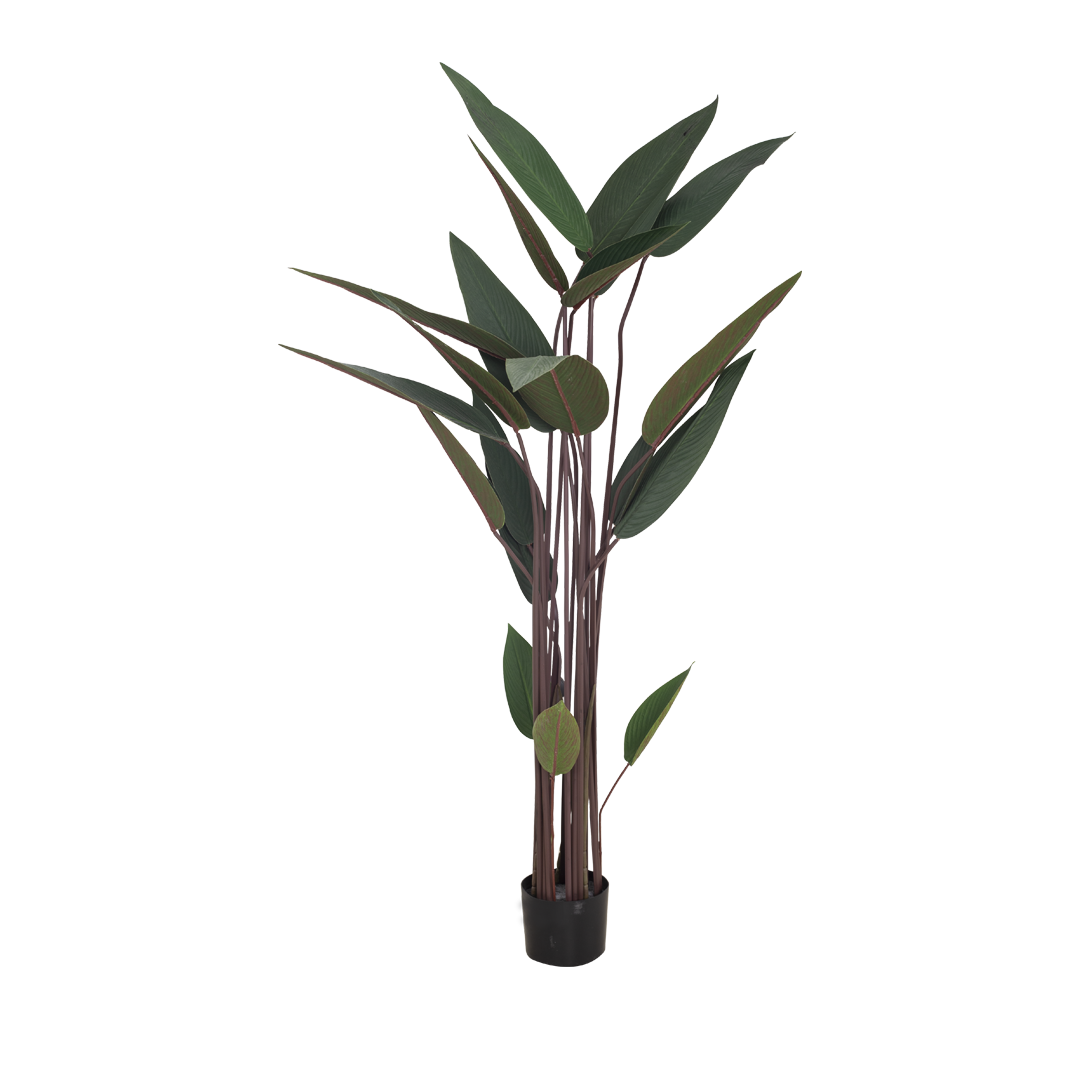 JUNGLE Bush