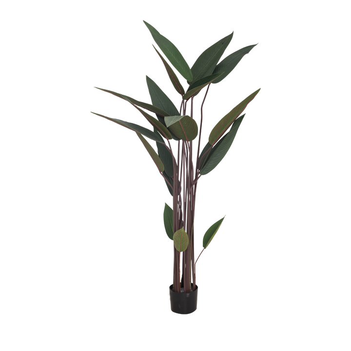 JUNGLE Bush