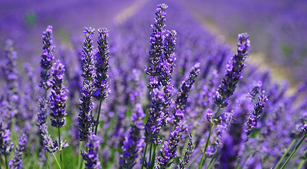 MAISON BERGER PARIS Lavender Fields Lampe Refill